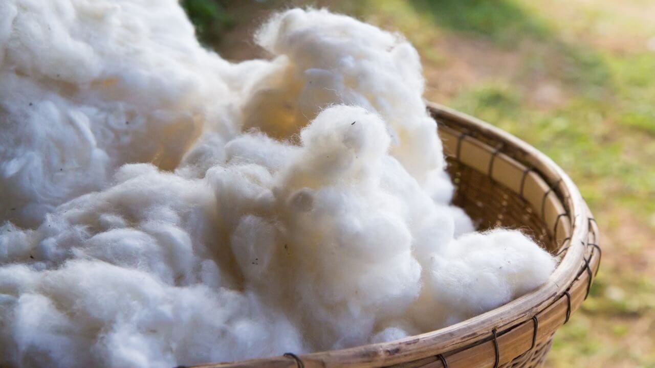 Organic Cotton raw materials