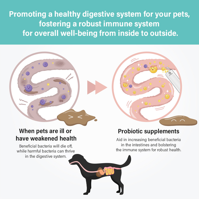 Sun Wonder Gut Booster For Dogs