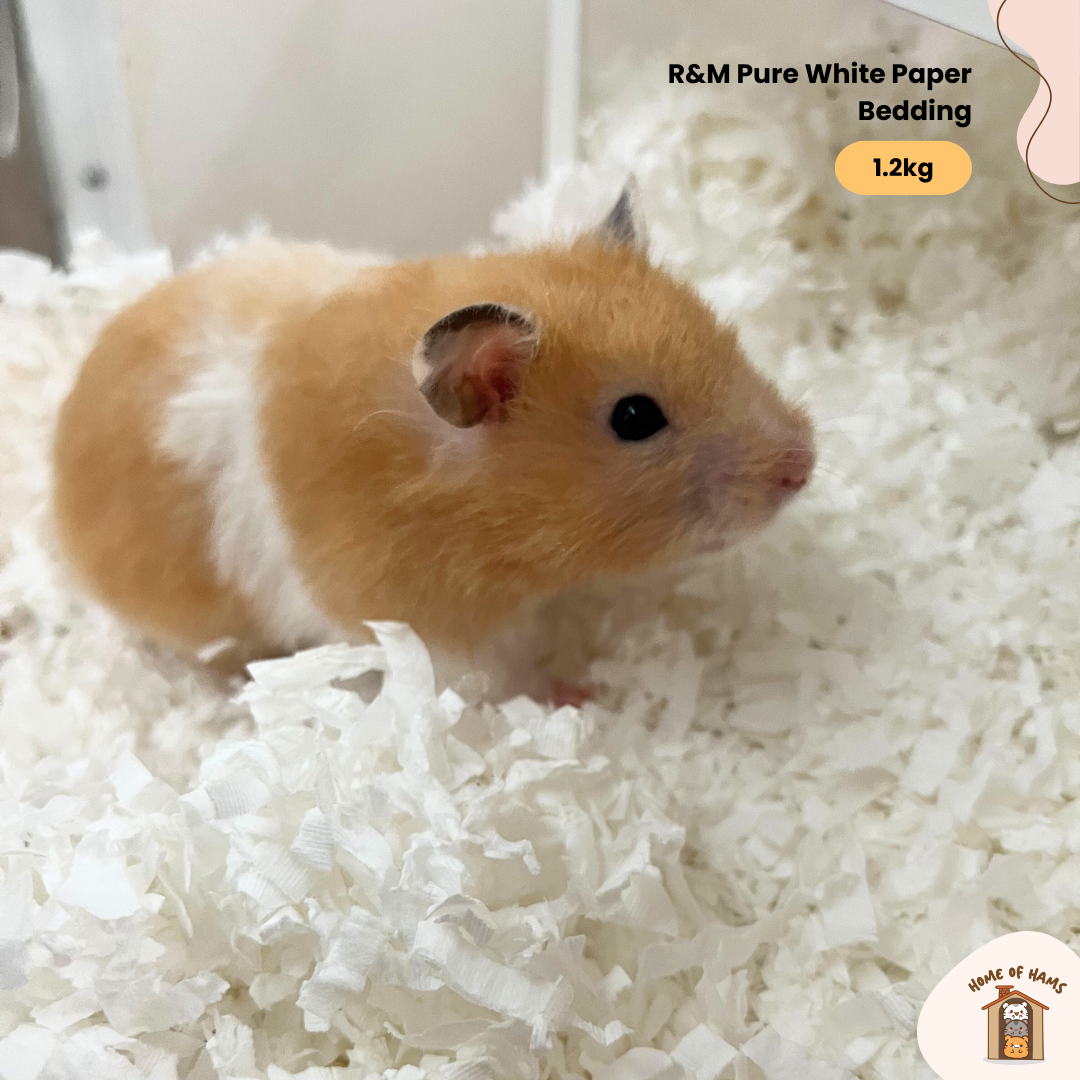 R&M Pure White Paper Bedding