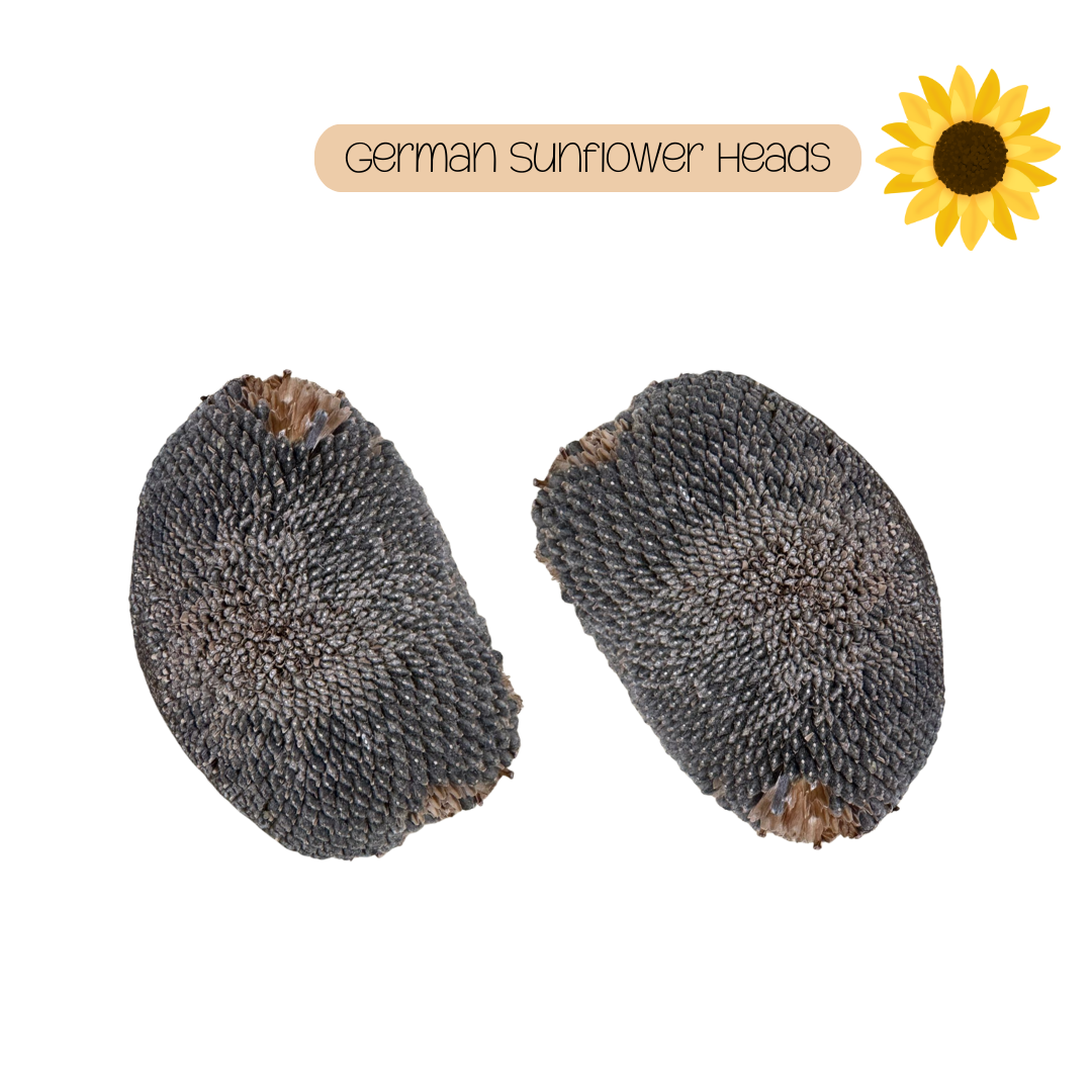 German Sunflower Heads