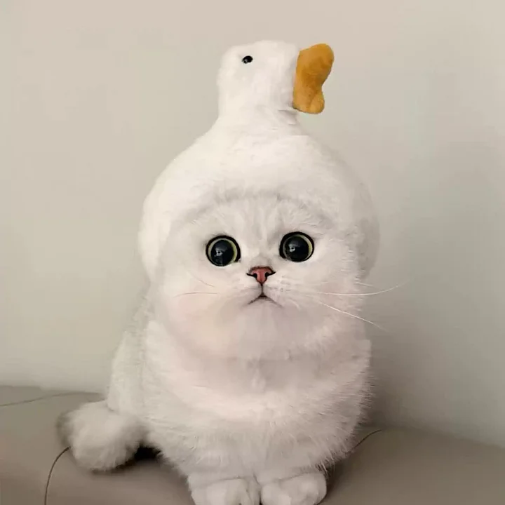 Adjustable Cute Pet Hat for Winter Costume for Cats & Small Dogs, Funny Pet Headwear - soufeelau