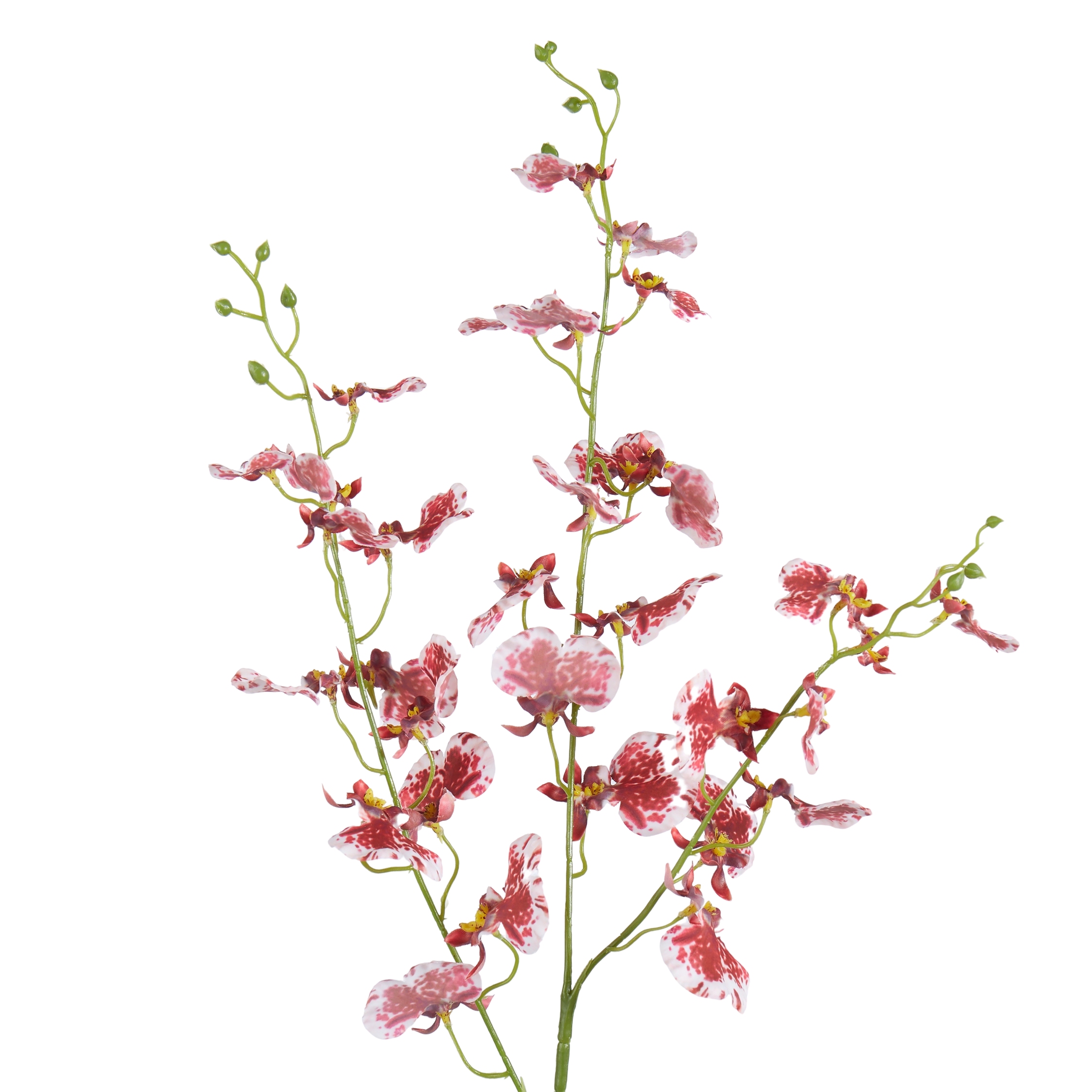 Rogue Dancing Orchid Burgundy 98Cm