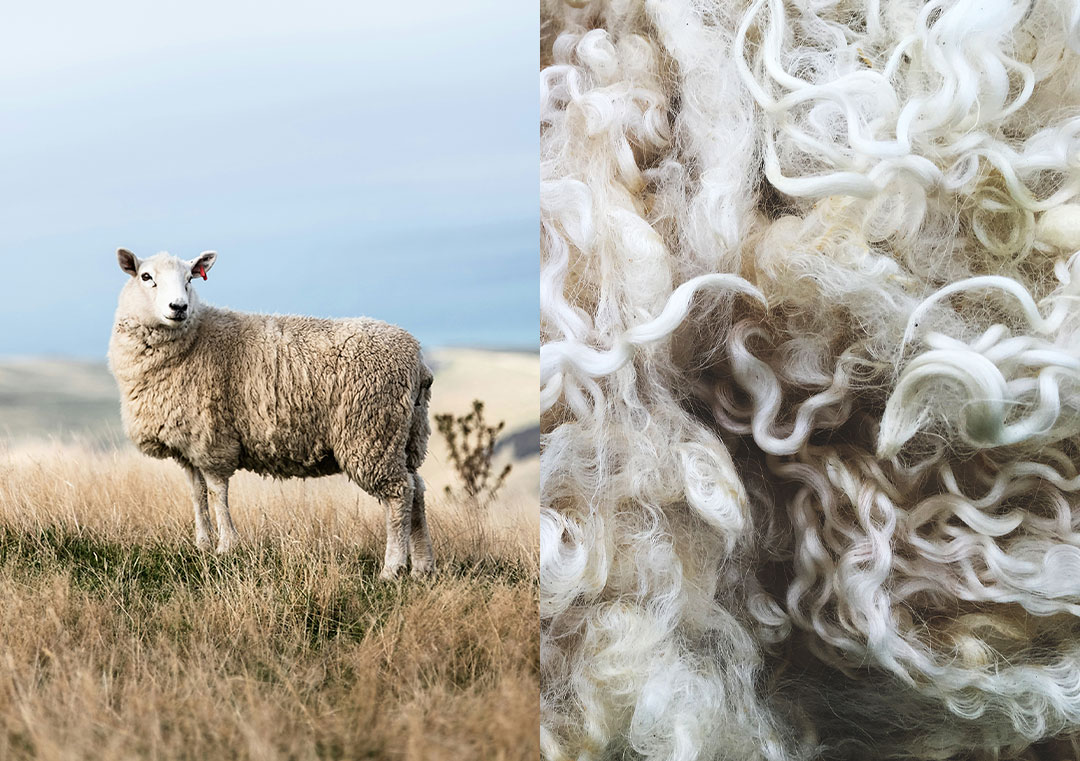 The Unmatched Elegance of Australian Merino Wool-Peter Jackson
