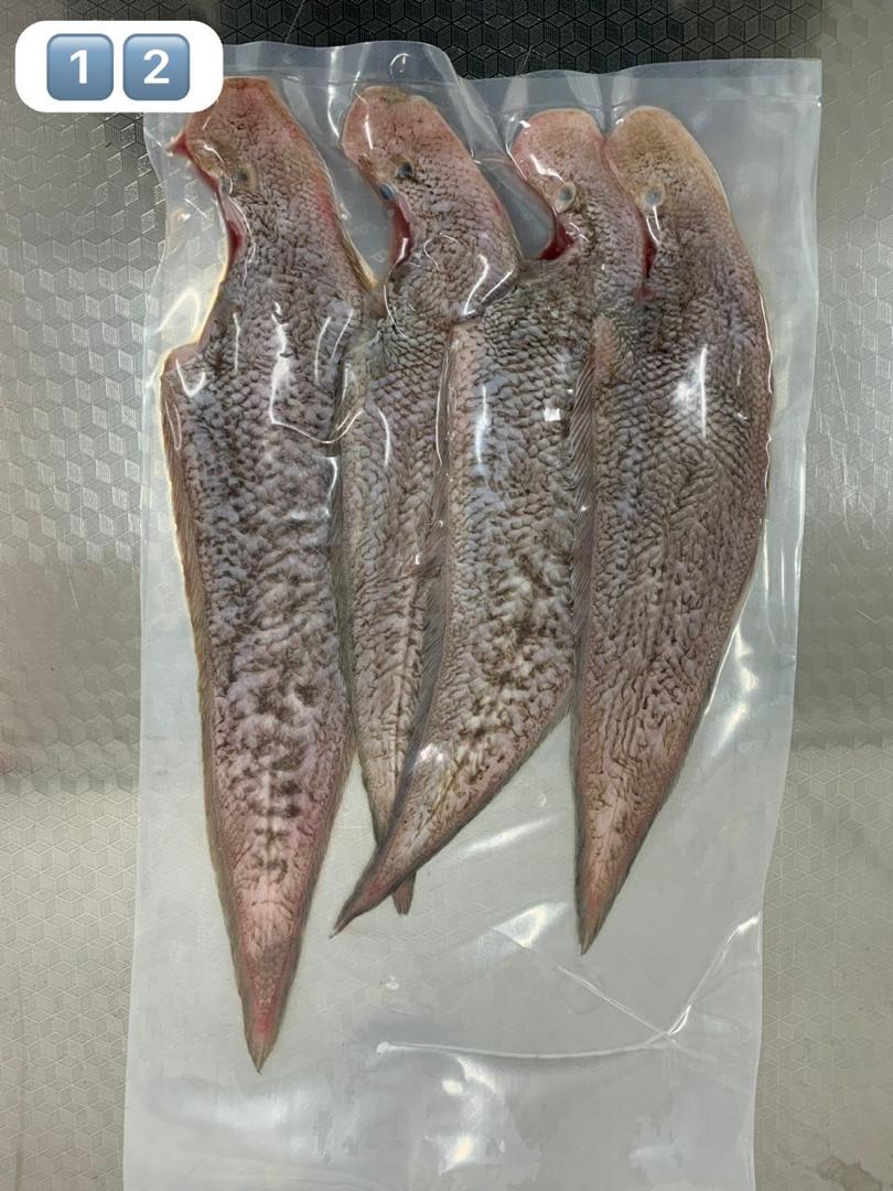 大龙舌（600G）- TP21-huwagroup