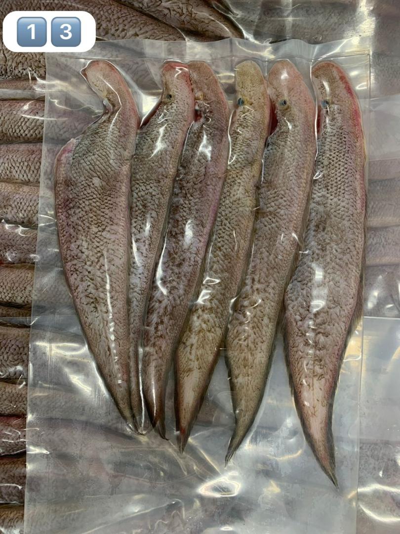 中小龙舌（600G）- TP22-huwagroup