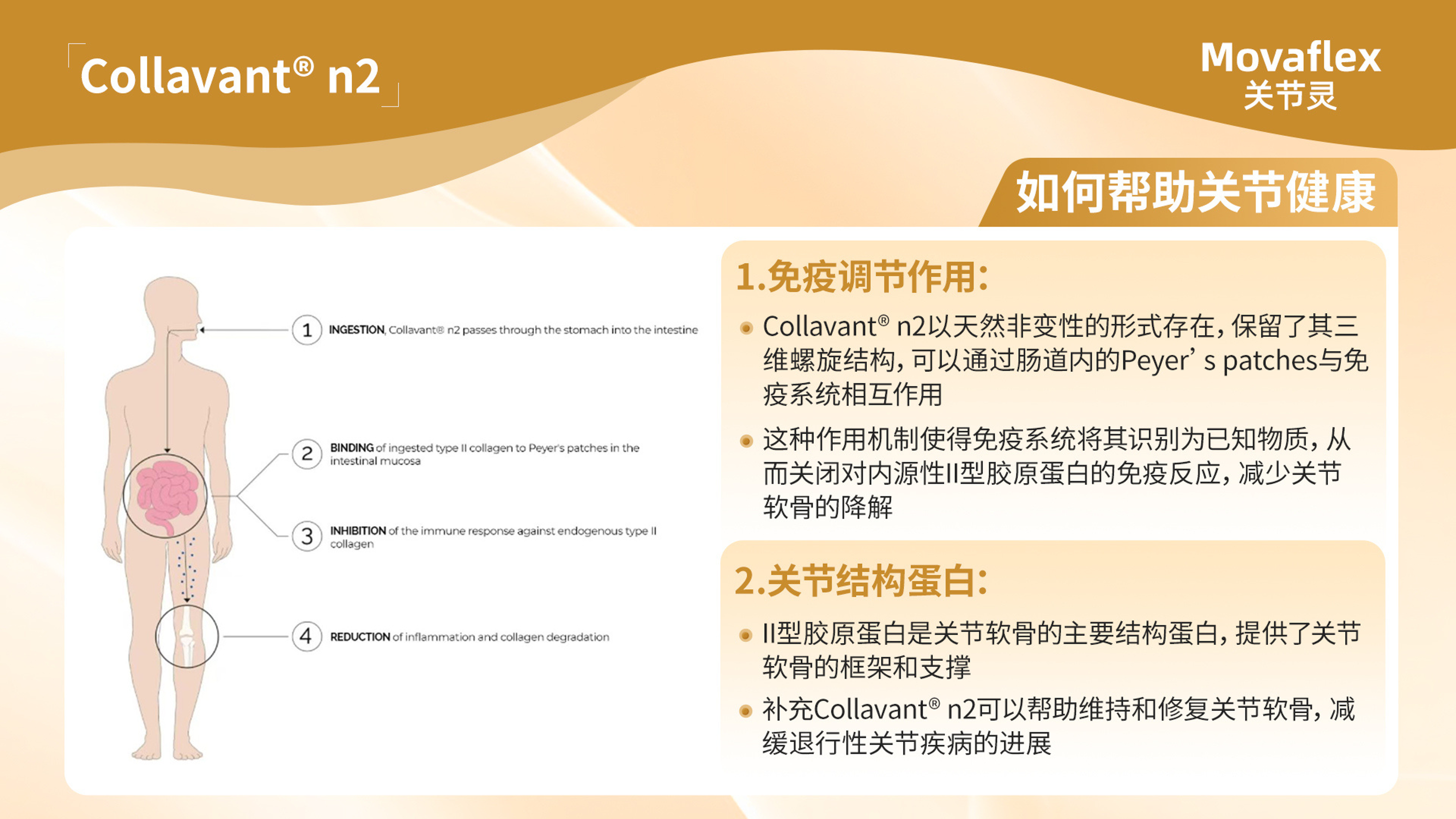 Y14 - Movaflex关节灵 (25ML x 15's)-huwagroup