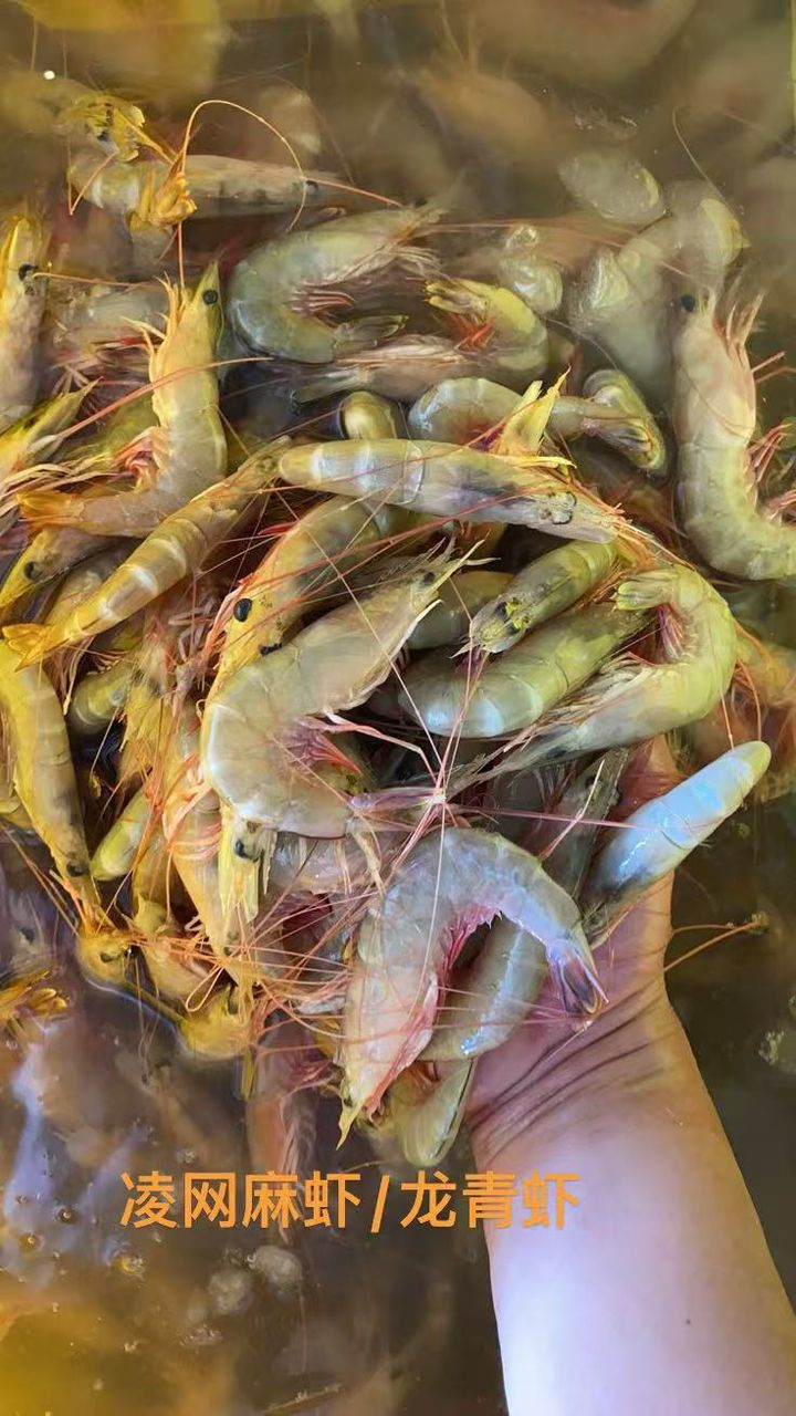 GREEN SHRIMP (500g) 龙青虾 (凌网麻虾) -TP3-huwagroup