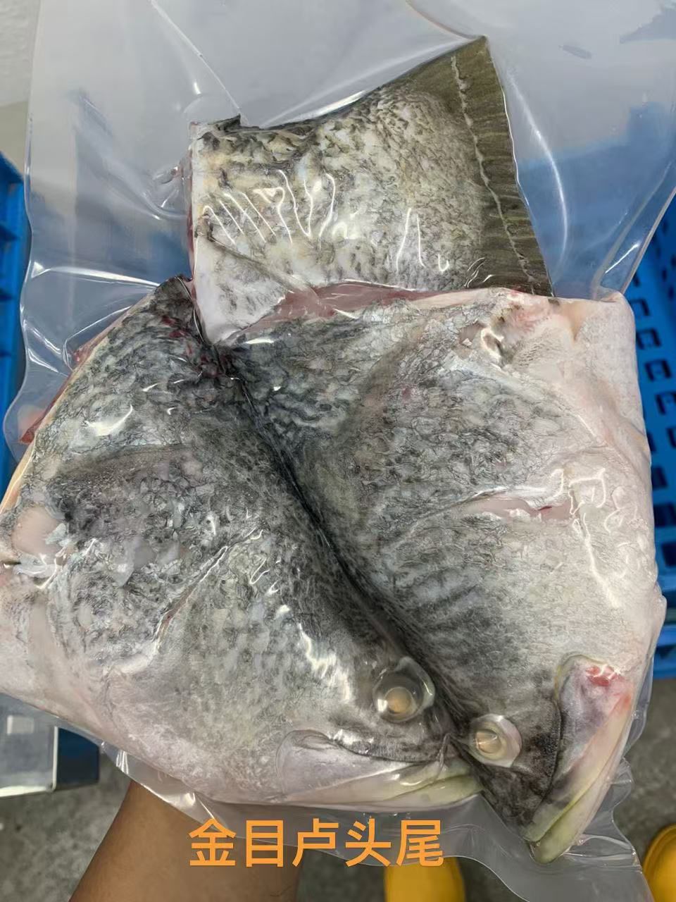 SEABASS FISH (1kg-2kg) 金木卢头+尾 -TP8-huwagroup