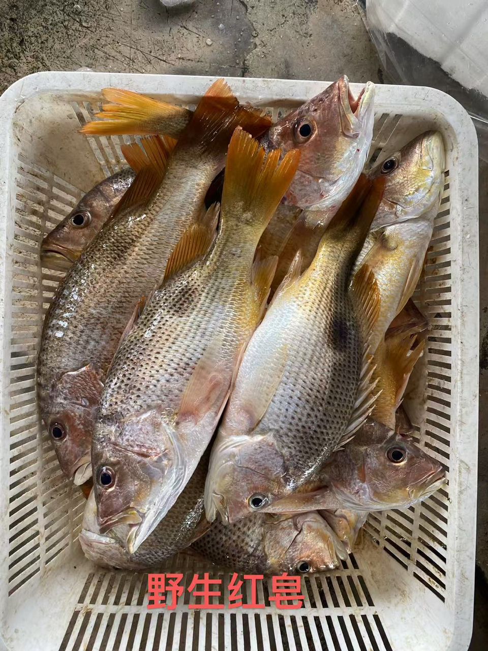 GOLDEN SNAPPER (850g-950g) 红皂 -TP11-huwagroup