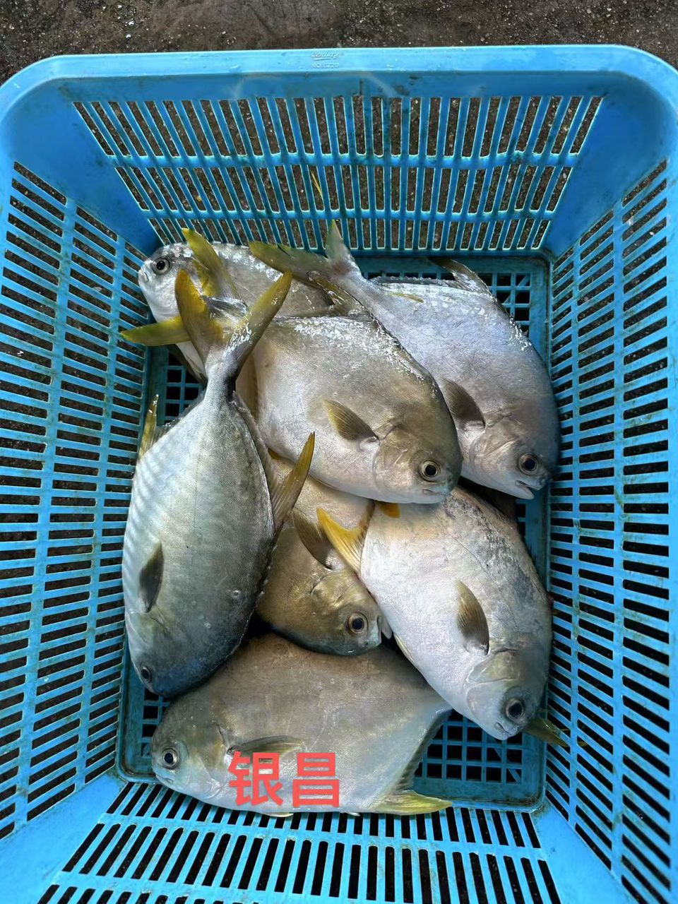 SILVER POMFRET (2pcs@1-1.2KG) 银昌 (2只) - TP10-huwagroup