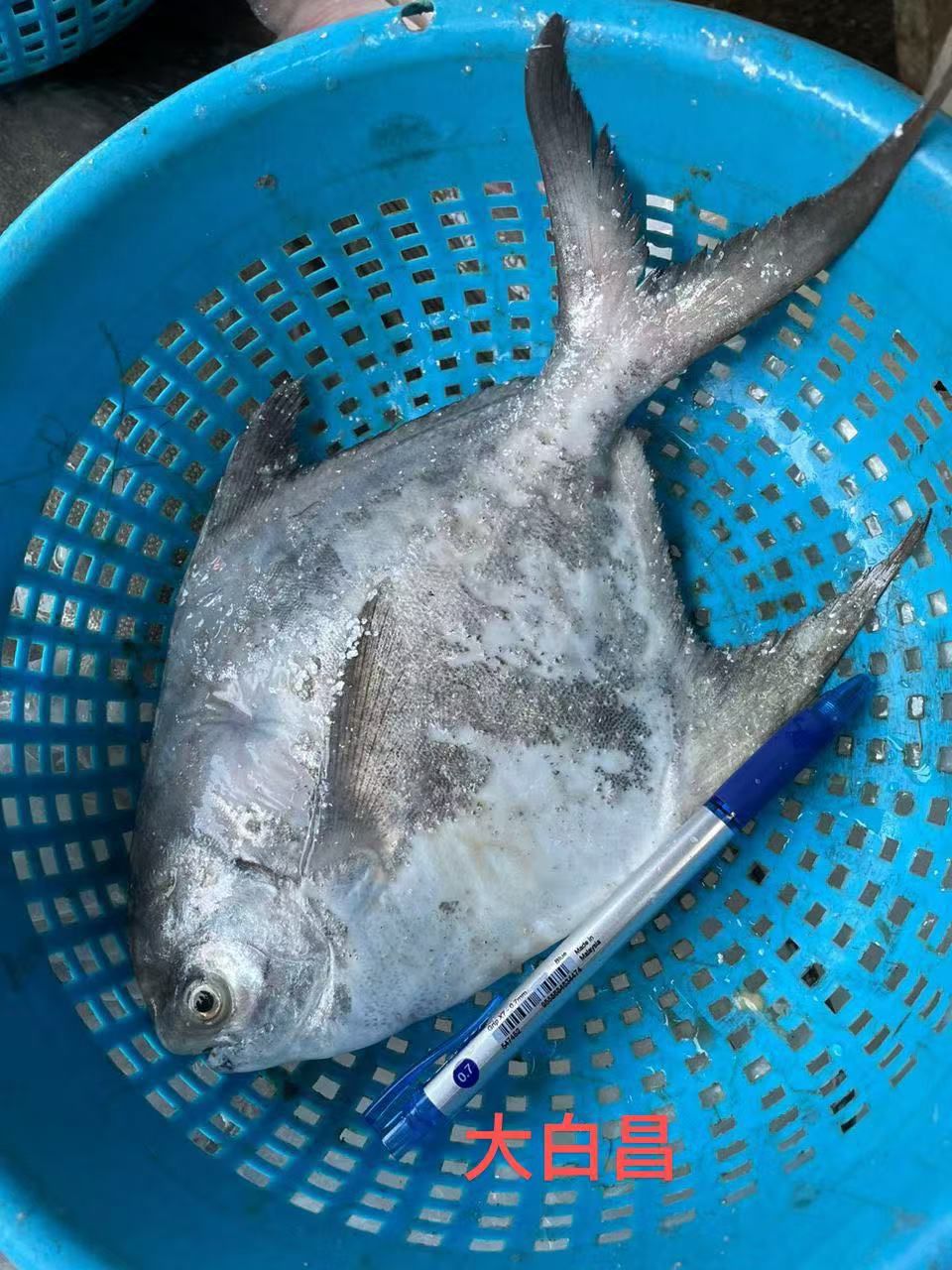 WHTE POMFRET  (1pc - 250g-350g) 大白昌 (1只) - TP17-huwagroup