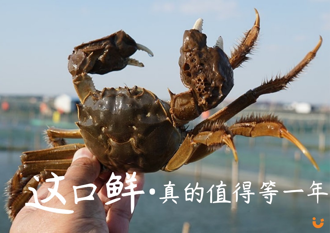 [SG] C15 - 阳澄湖大闸蟹 (配套) Yangcheng Lake Hairy Crabs