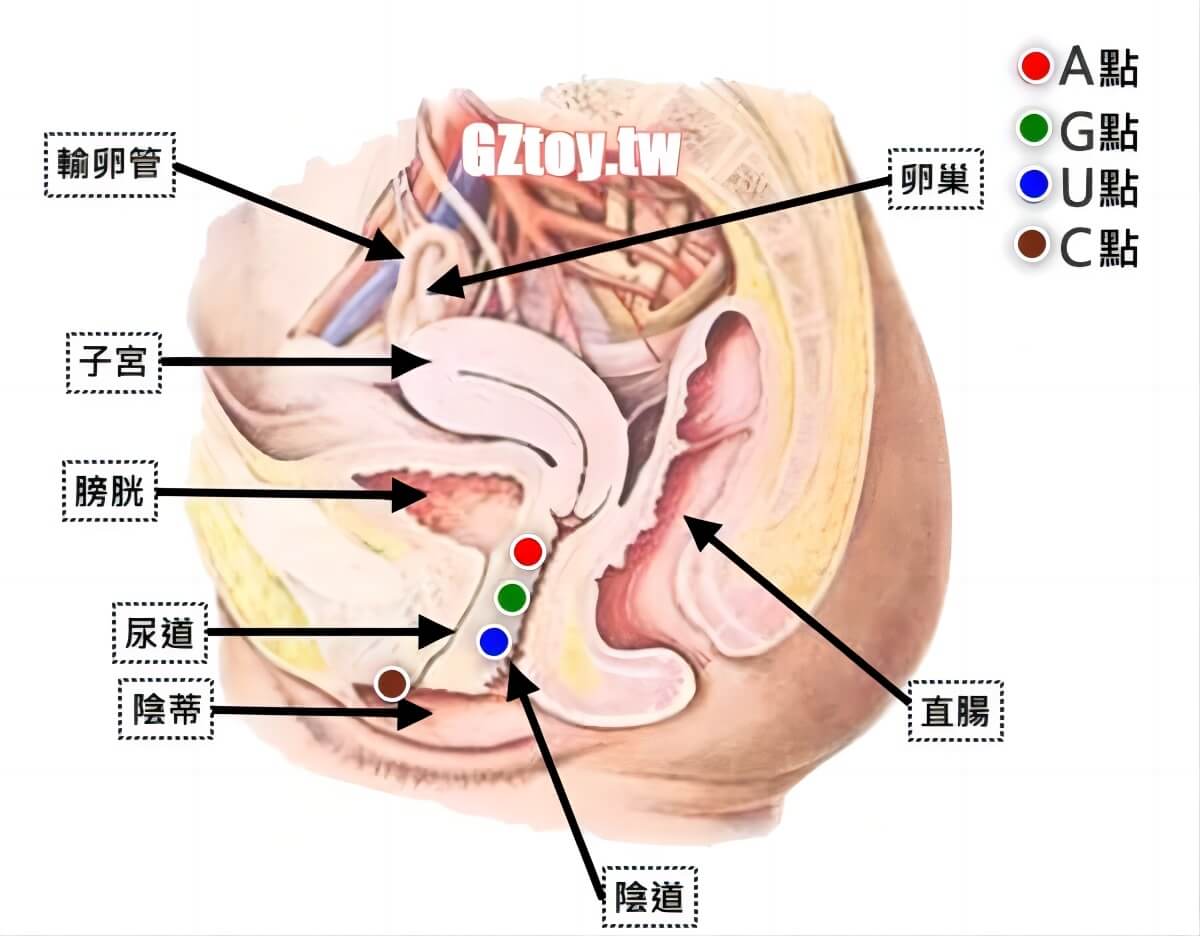 女生高潮點的講解