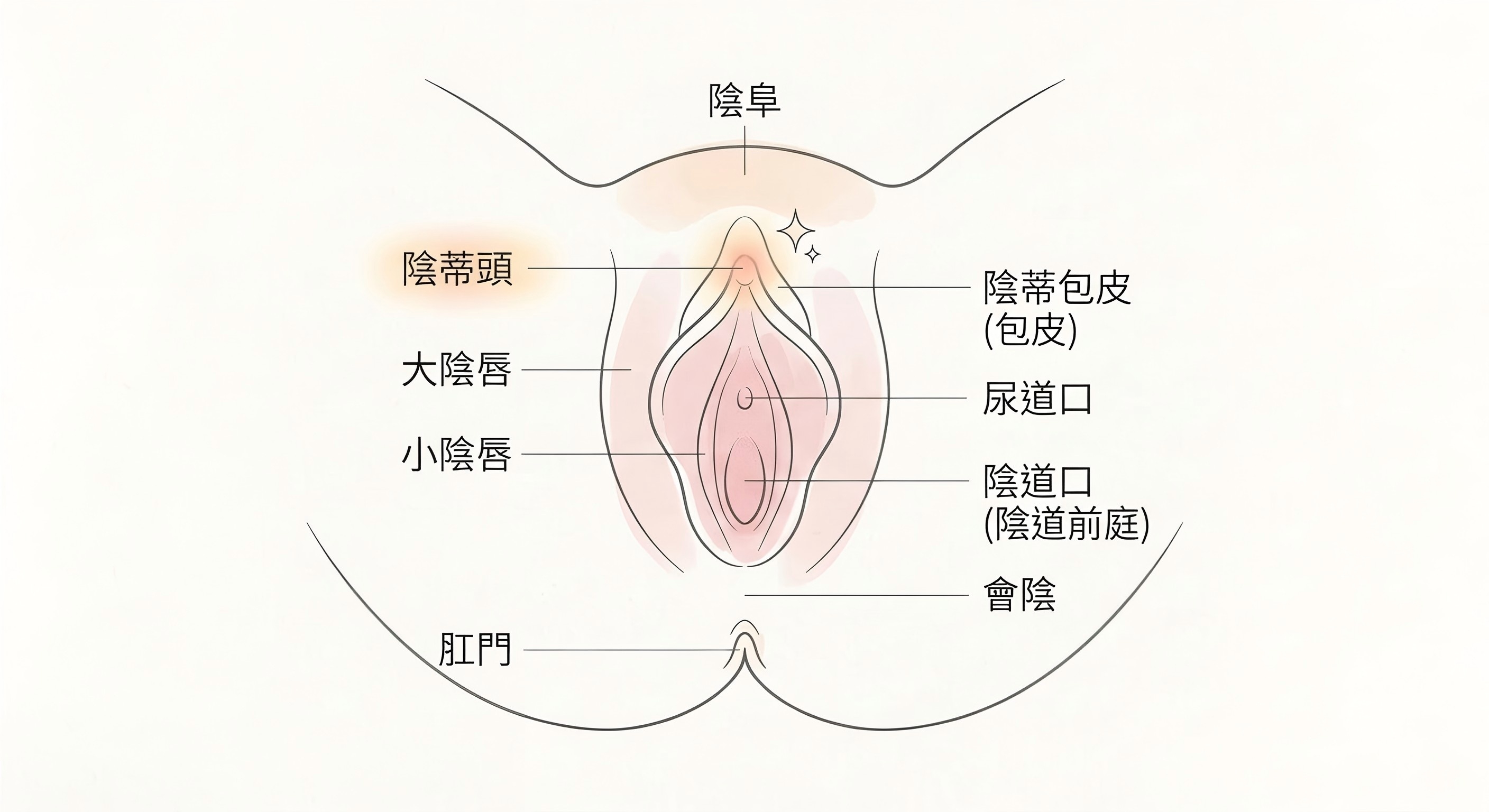 陰蒂在哪裡？女性外陰部與陰蒂位置圖解
