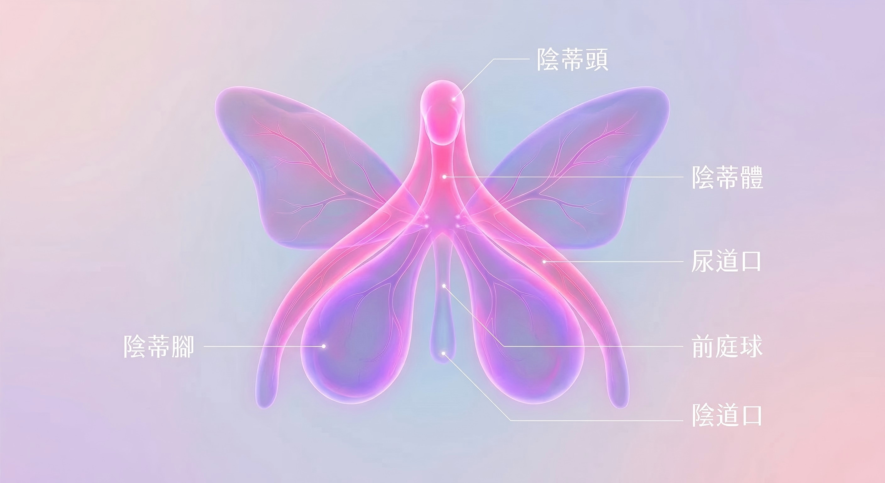 陰蒂內部構造：陰蒂頭、陰蒂腳與前庭球