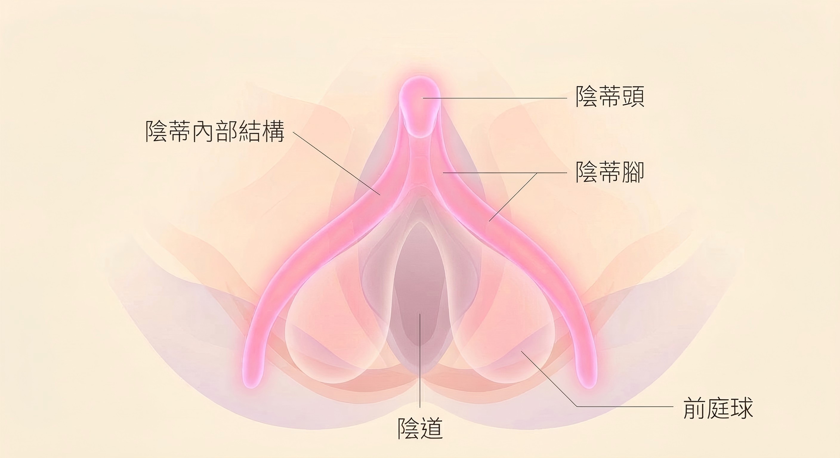 陰蒂與陰道的空間關係：圖解陰蒂間接刺激