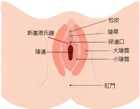 斯基恩氏腺的位置
