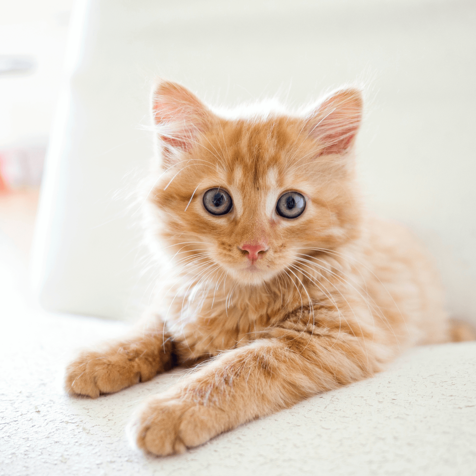 Paringa Pet Foods dog food delivery Sydney fresh dog food delivered