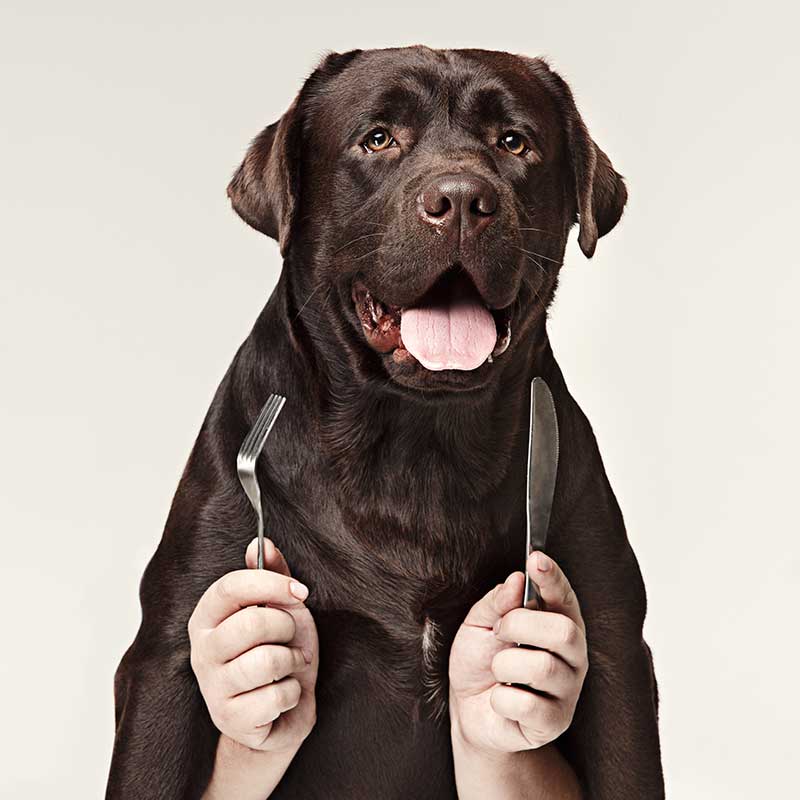 How to Transition Your Dog to Raw Pet Food