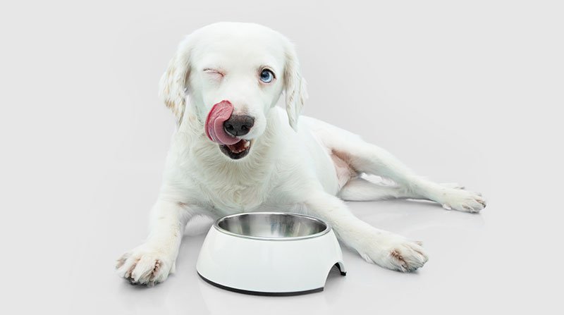 Best raw pet food to add to kibble