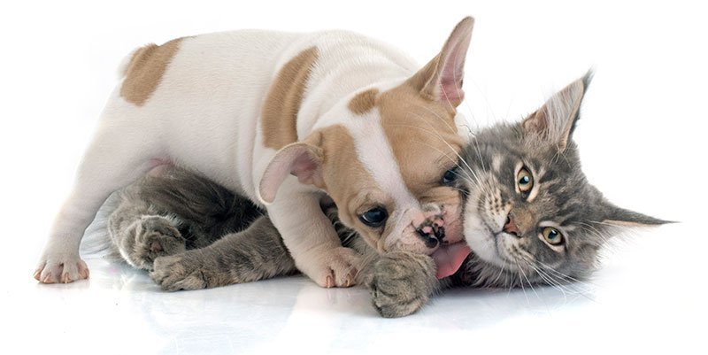 Tips for introducing sales cats to dogs