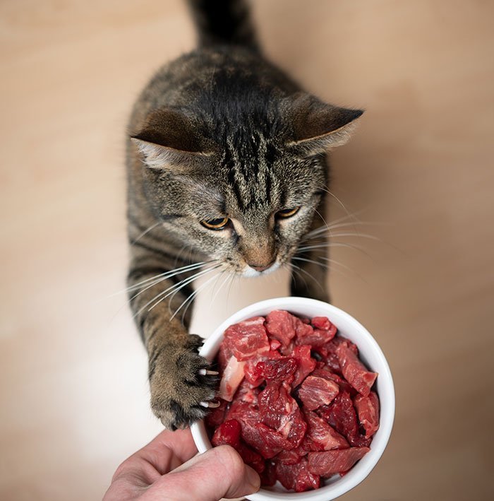 Feeding your cat raw hot sale meat