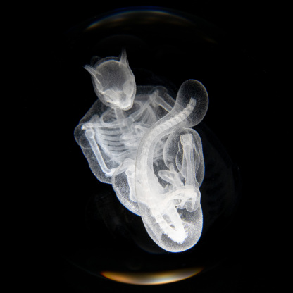 寶可夢超夢骨骼水晶燈-ZUIHANG SHOP