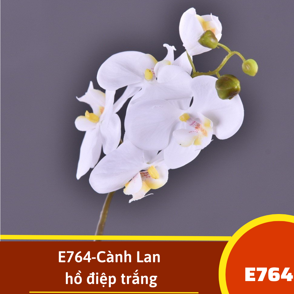 E764-Cành Lan hồ điệp trắng