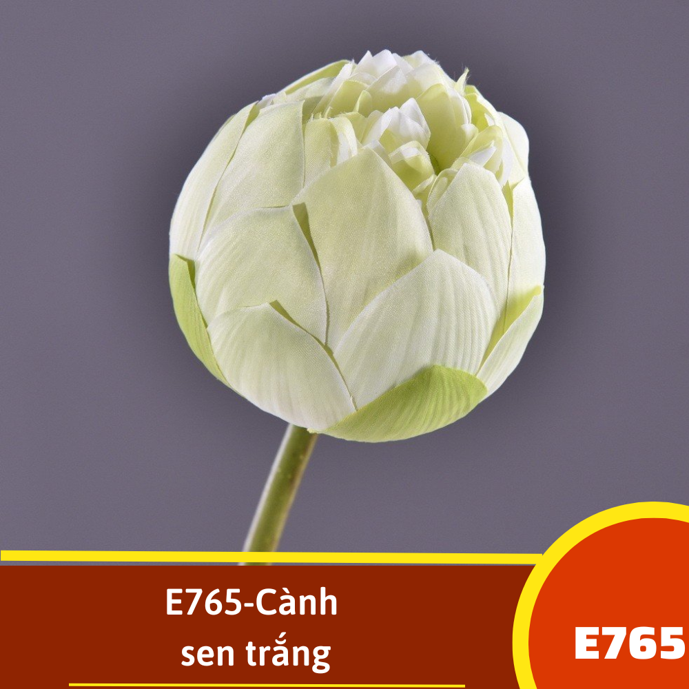E765-Cành sen trắng