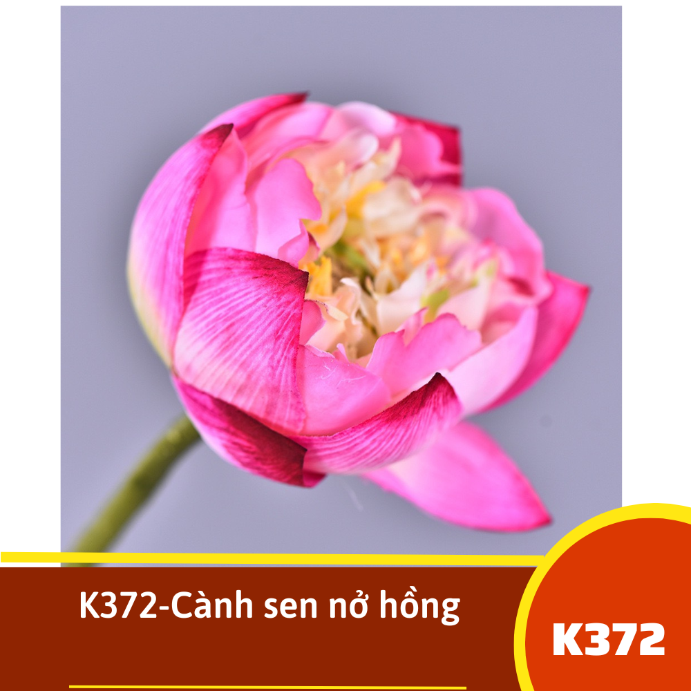 K372-Cành sen nở hồng