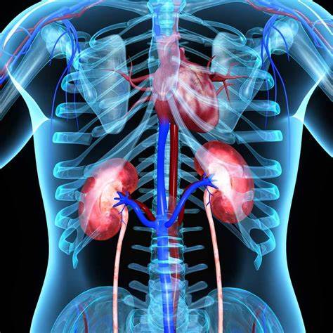 All About Kidney Failure After Heart Attack – Turn To Be Healthy