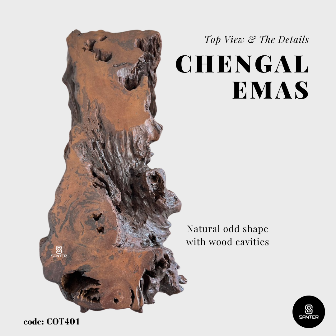 COT401. Chengal Emas Artistic Root Console / Artistic Wood Stump