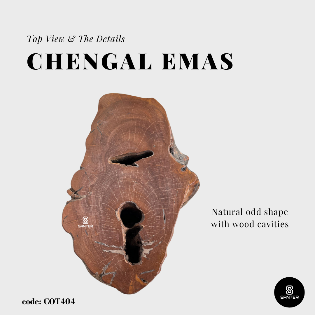 COT404. Chengal Emas Artistic Wood Pedestal/ Wood Stump