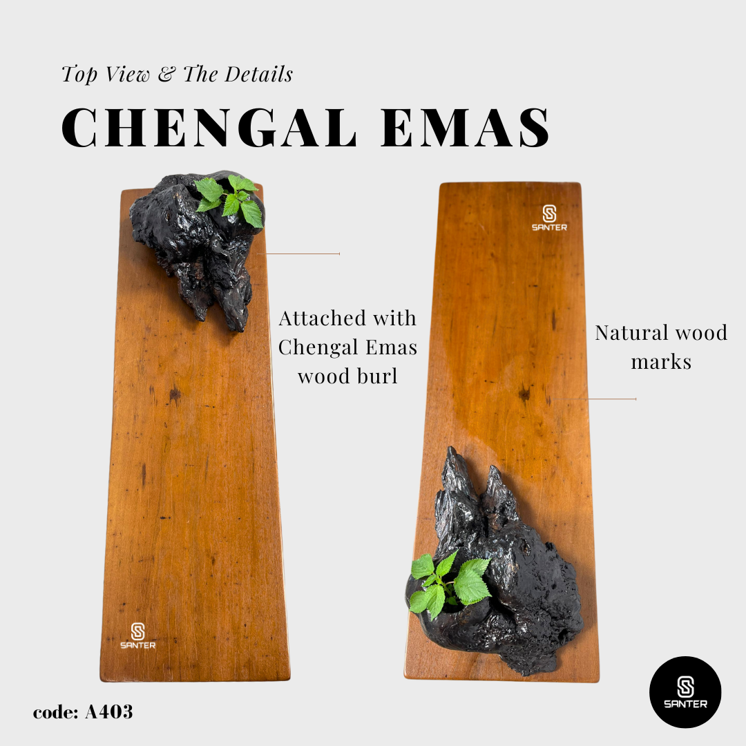 A403. Chengal Emas Solid Wood Rustic Bench with Wood Burl / Shoe Bench