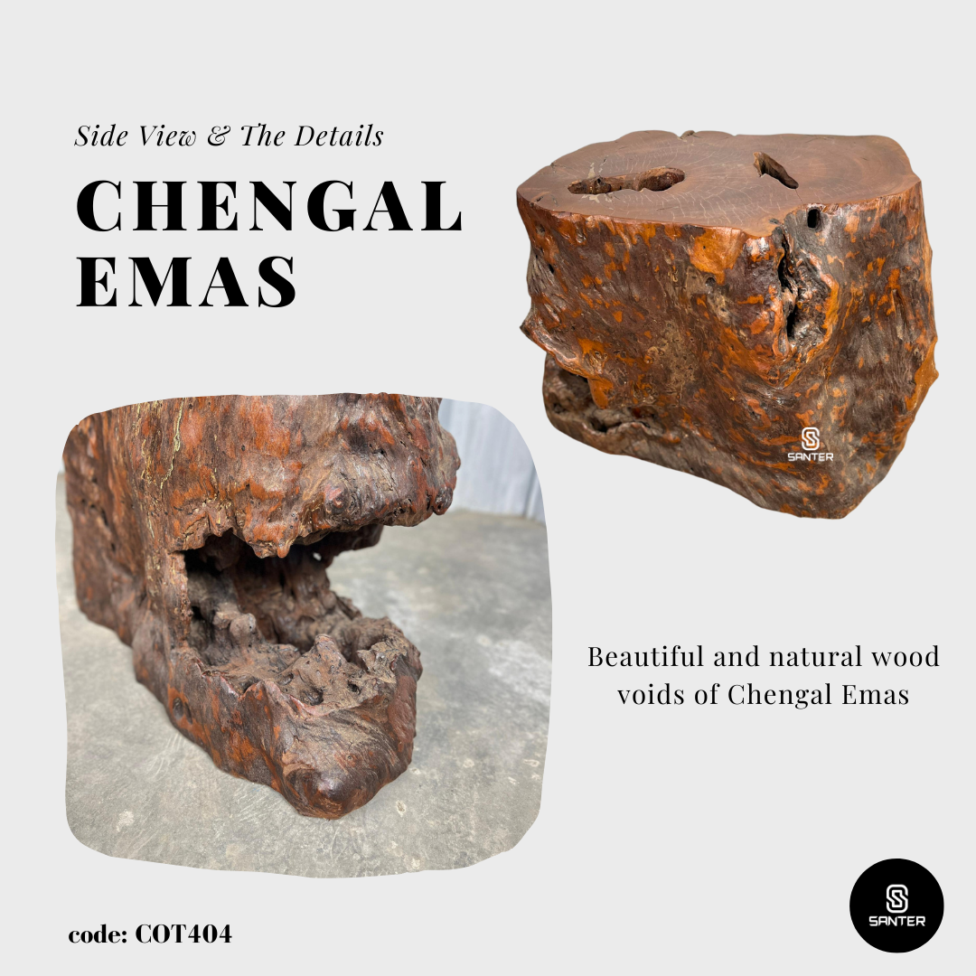 COT404. Chengal Emas Artistic Wood Pedestal/ Wood Stump