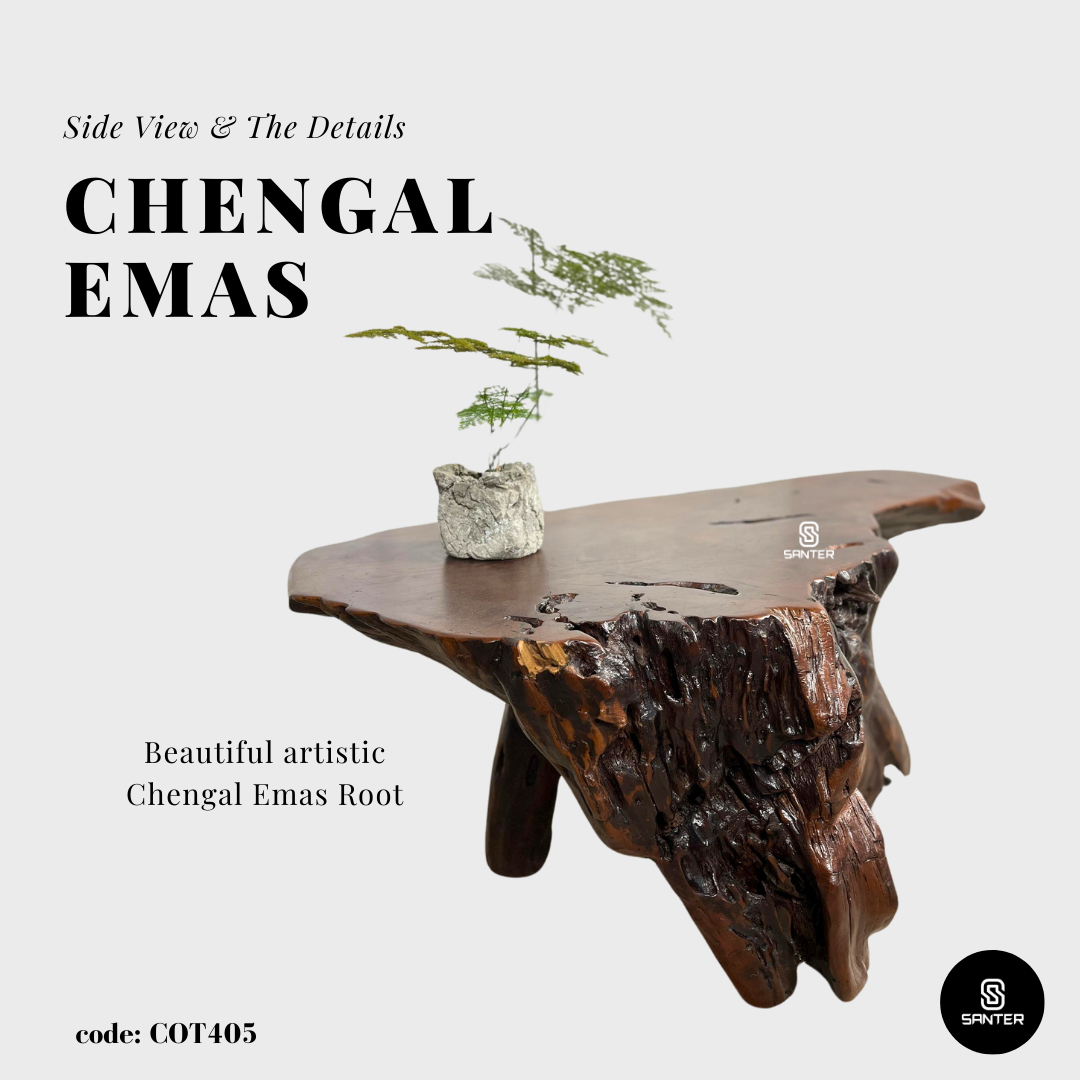 COT405. Chengal Emas Artistic Root Stump / Root Console / Coffee Table / Wood Decor