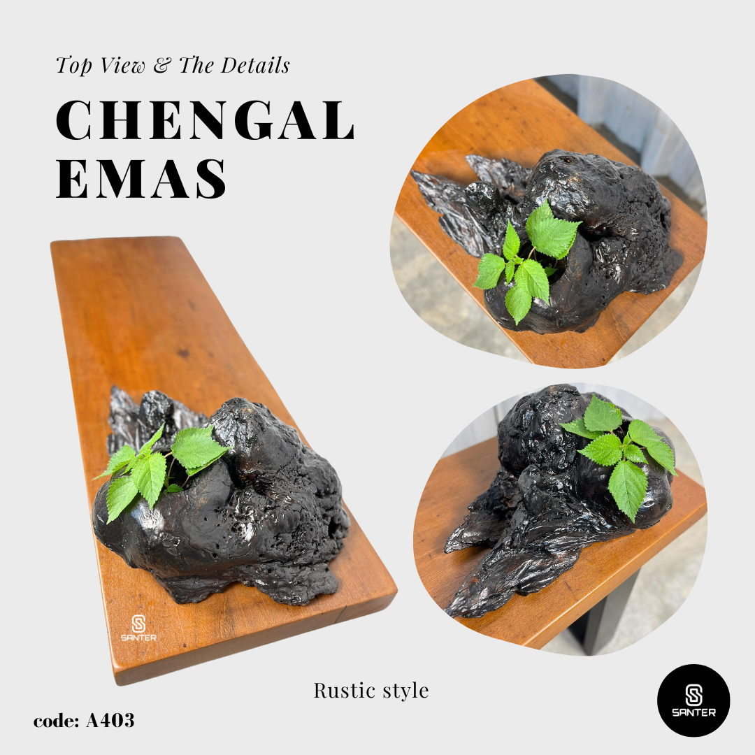 A403. Chengal Emas Solid Wood Rustic Bench with Wood Burl / Shoe Bench