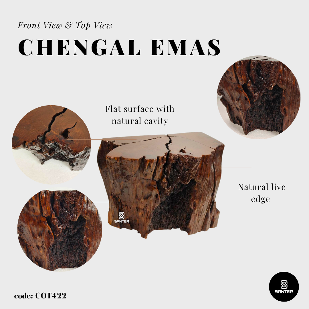 COT422. Chengal Emas Artistic Wood Pedestal/ Wooden Stump / Rustic Stump / Plant Stool