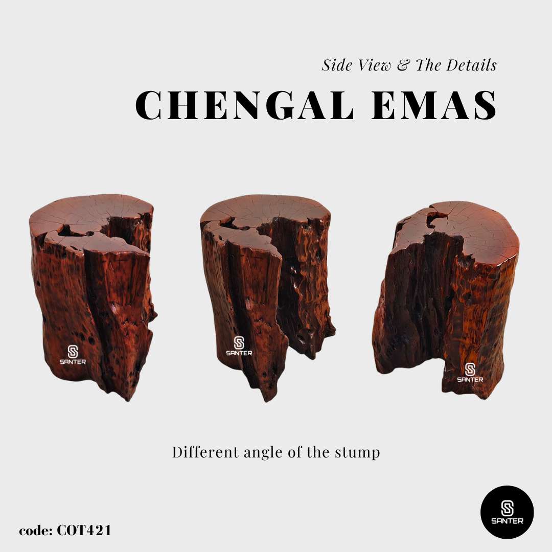 COT421. Chengal Emas Artistic Wood Pedestal/ Wooden Stump / Rustic Stump / Plant Stool
