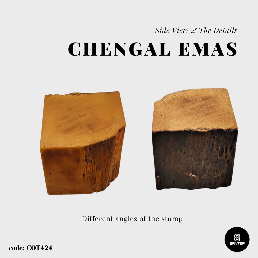 COT424. Chengal Emas Artistic Wood Pedestal/ Wooden Stump / Rustic Stump / Plant Stool