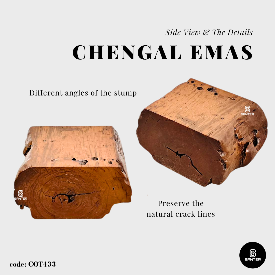 COT433. Chengal Emas Artistic Wood Pedestal/ Wooden Stump / Rustic Stump / Plant Stool