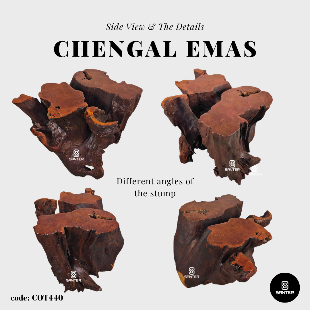 COT440. Chengal Emas Artistic Root Console / Artistic Wood Stump / Root Stump