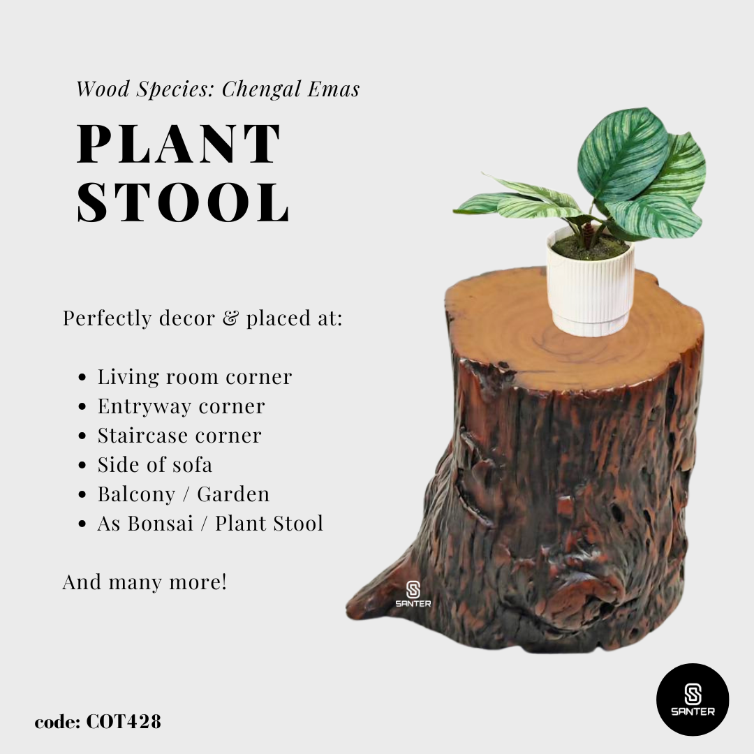 COT428. Chengal Emas Artistic Wood Pedestal/ Wooden Stump / Rustic Stump / Plant Stool