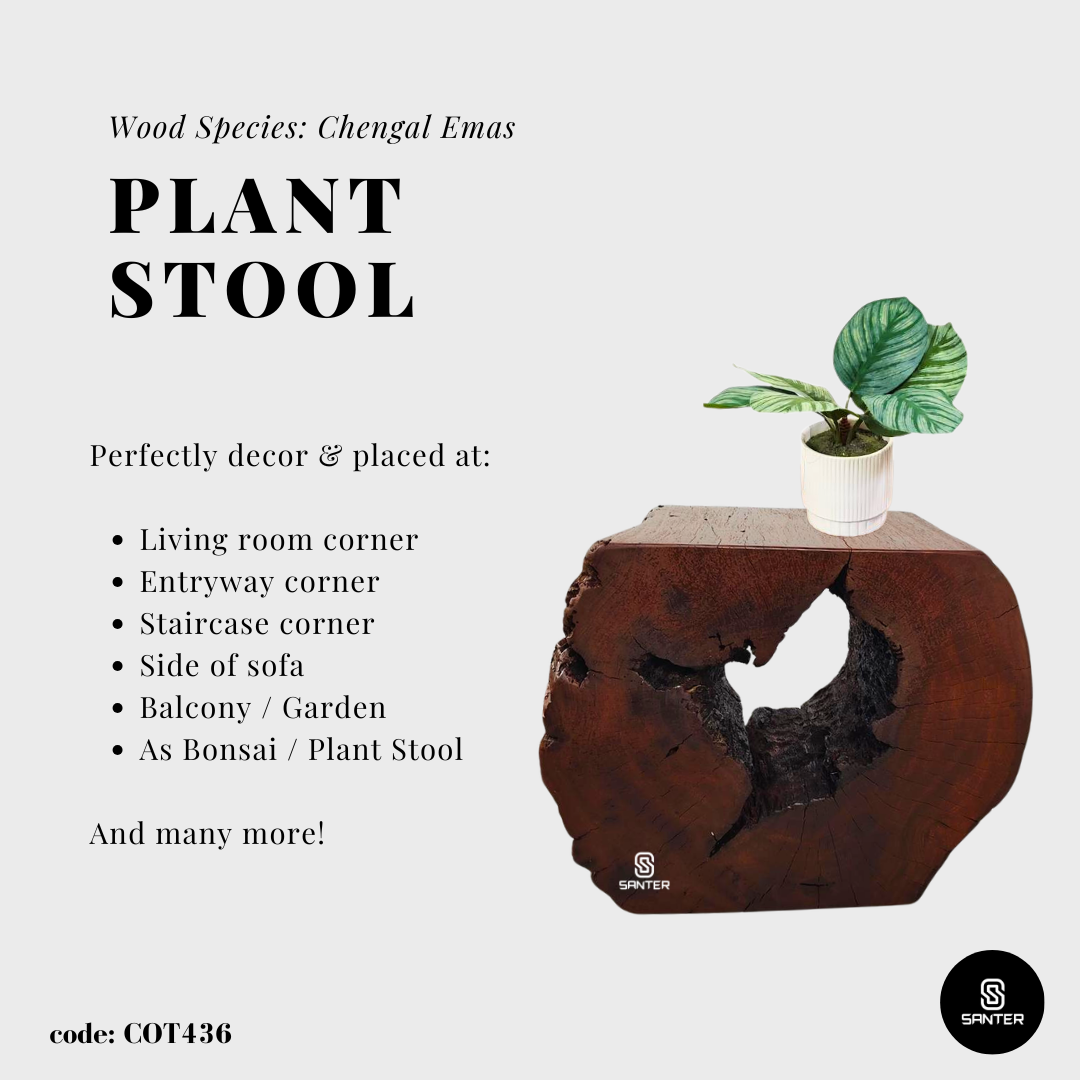 COT436. Chengal Emas Artistic Wood Pedestal/ Wooden Stump / Rustic Stump / Plant Stool