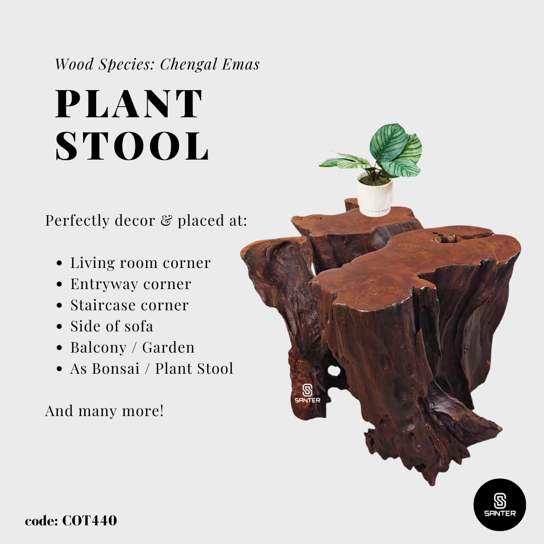 COT440. Chengal Emas Artistic Root Console / Artistic Wood Stump / Root Stump