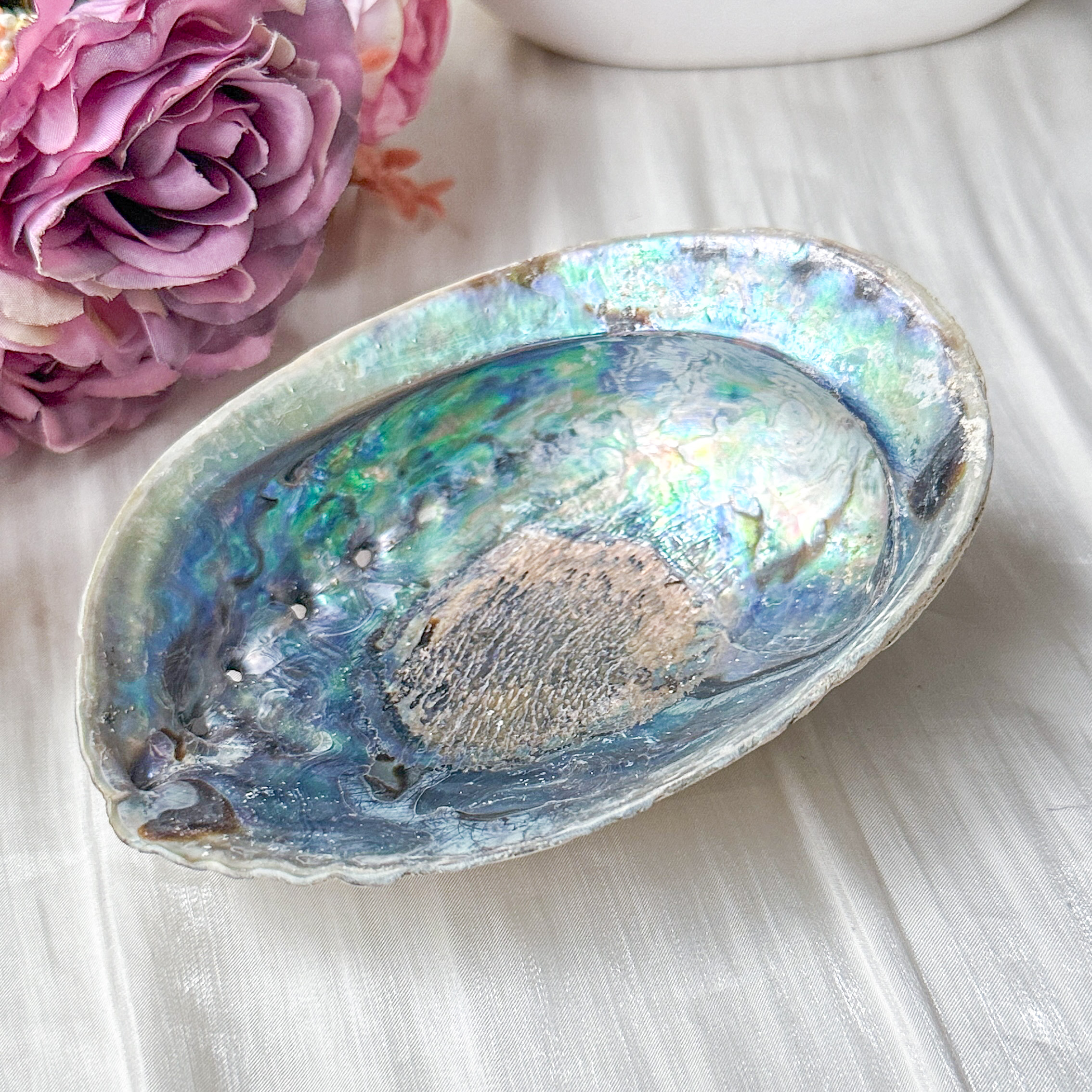 Abalone Shell