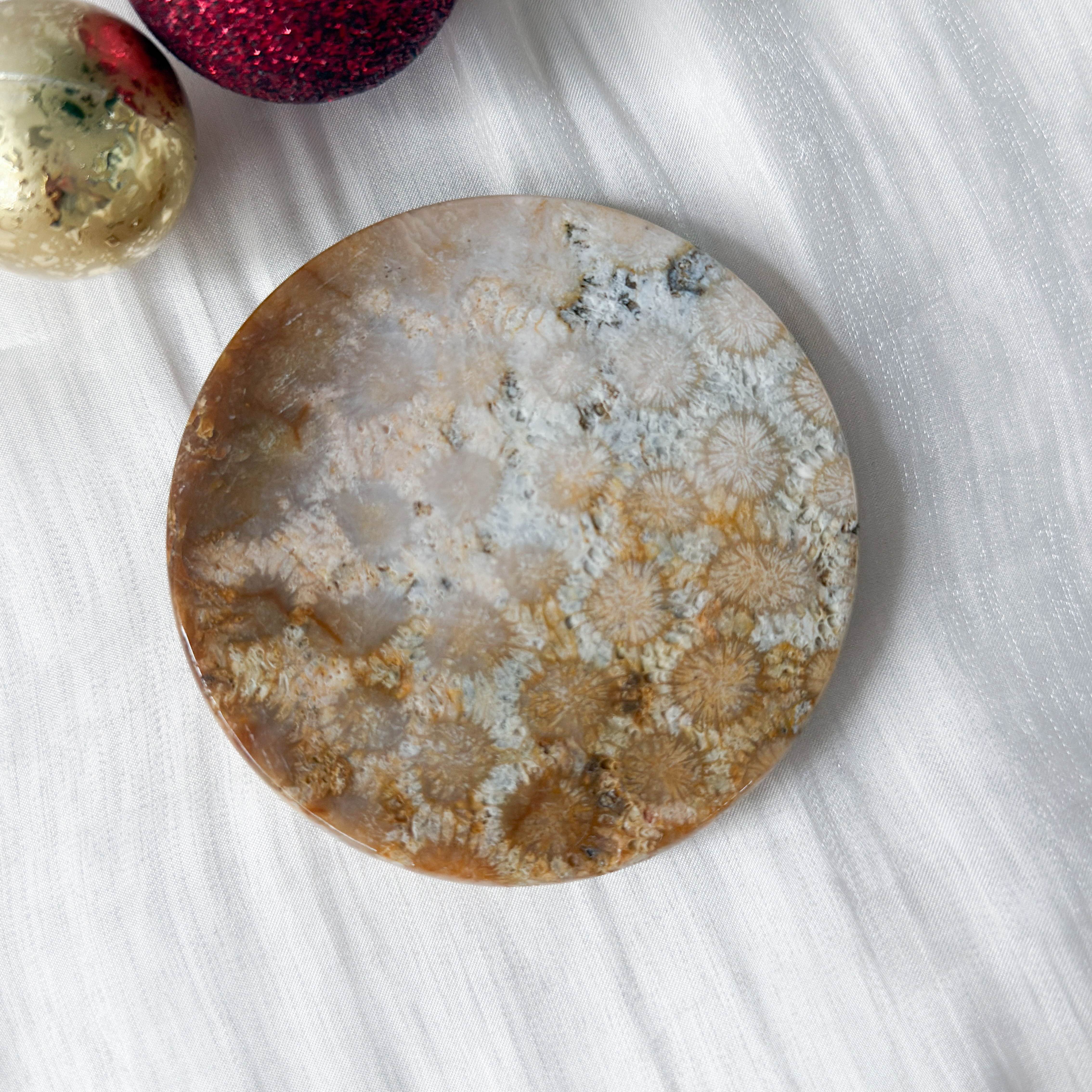 Fossilised Coral Display