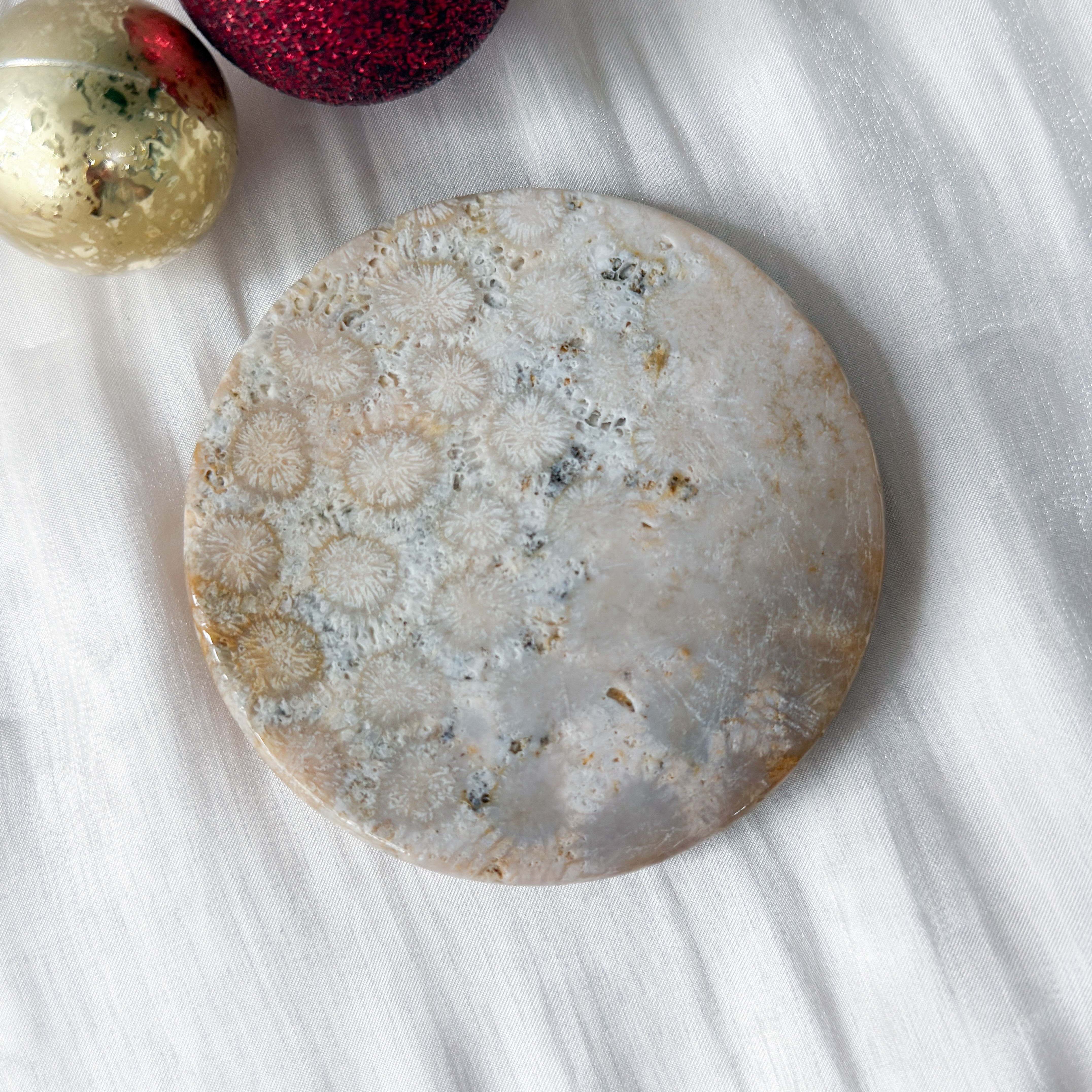 Fossilised Coral Display