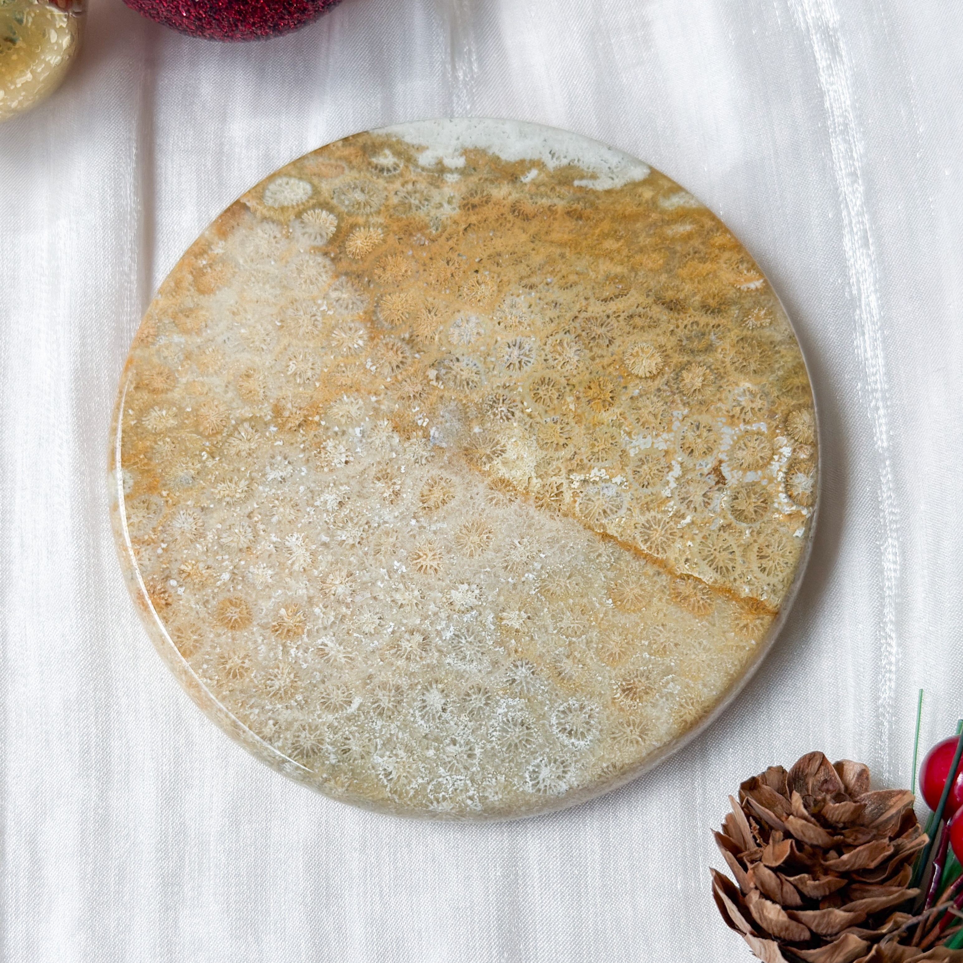 Fossilised Coral Display [Black Friday]