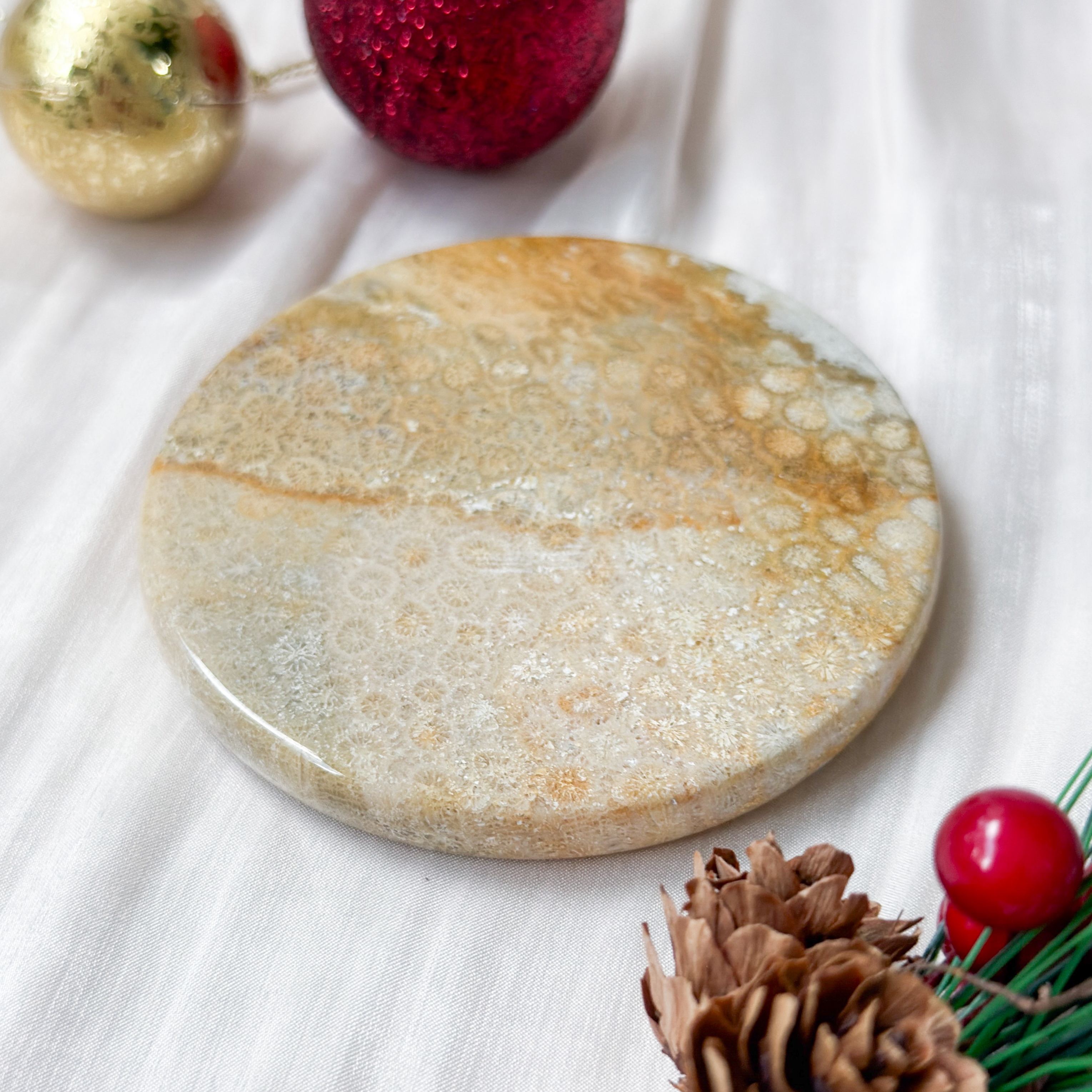 Fossilised Coral Display [Black Friday]